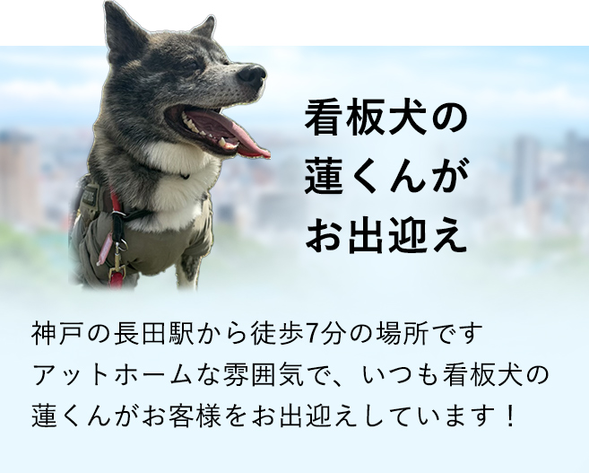 看板犬の蓮くんがお出迎え