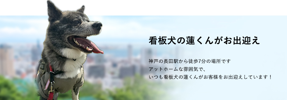 看板犬の蓮くんがお出迎え